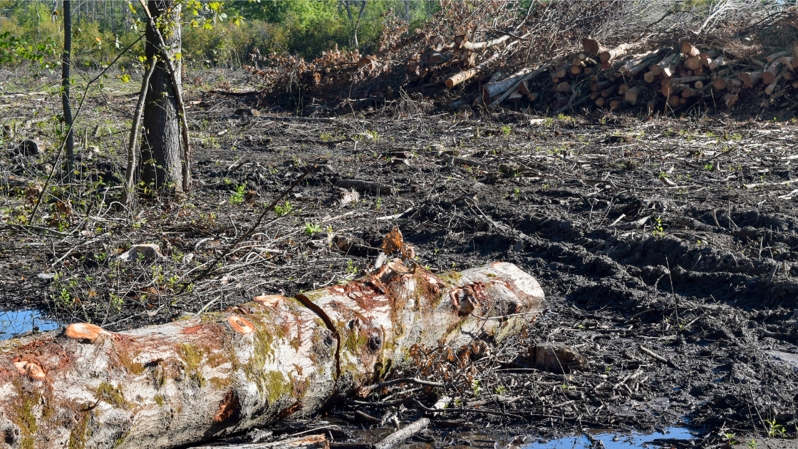 Impact Assessment & Remediation