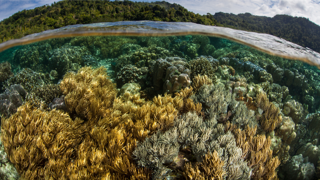 Biodiversity & Land Management